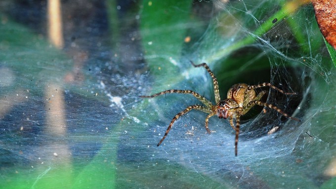 lawn wolf spider