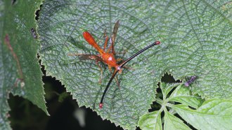 A male fruit fly with a long skinny red body and long dark eyestalks with red tips, stands on a leaf