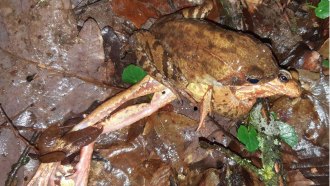 A photo of a female frog pretending to be dead in a male frog's mating embrace.