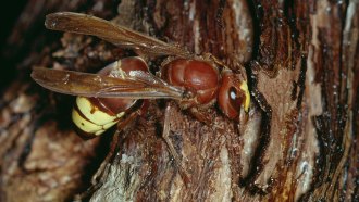 A brown and yellow hornet sits on tree bark.