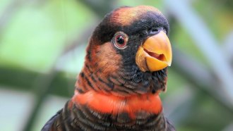 A dusky lory parrot with black feathers and a ring of red color around its neck and on parts of its head looks at the camera with its beak slightly open.