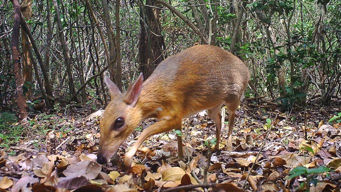 silver-backed chevrotain