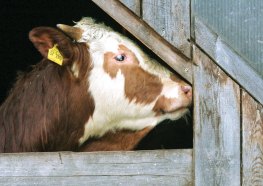 The side profile of a cow in a window.