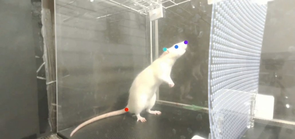 A white rat inside a clear case with a one red dot on its tail and three colored dots in a straight line on its head