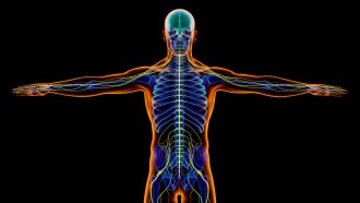 illustration of a skeleton with the nervous system highlighted