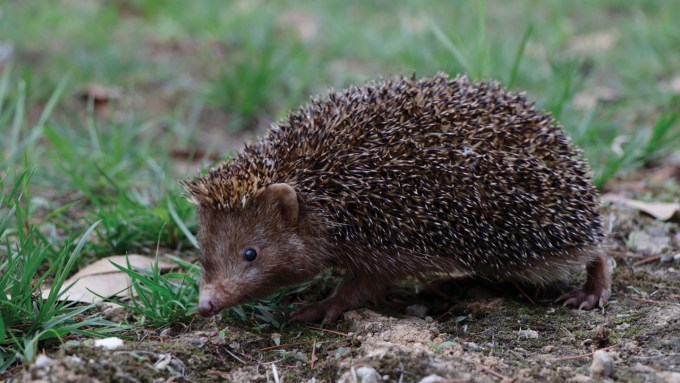 Mesechinus orienta hedgehog