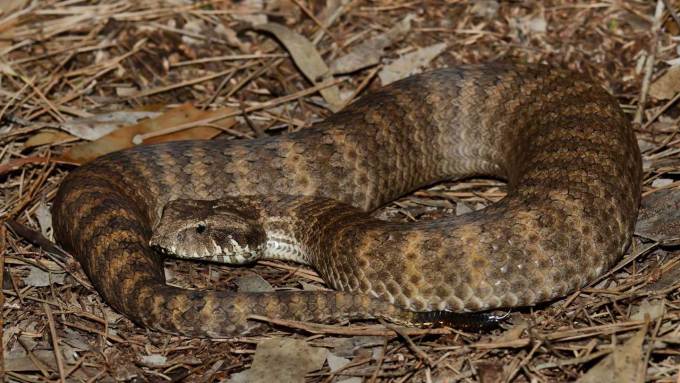 A photo of a female common death adder on a bed of leaves