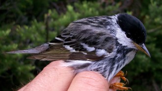 blackpoll warbler