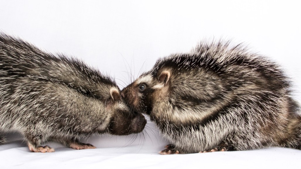 crested rats