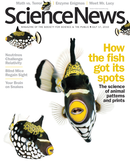 How the fish got its spots: The science of animal patterns and prints