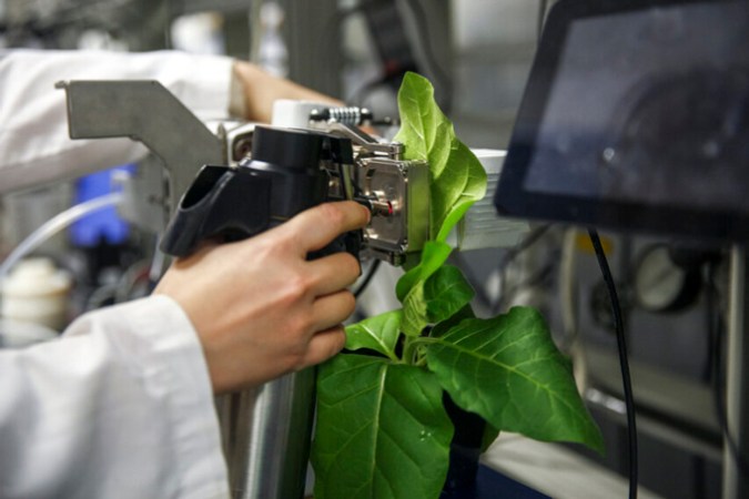 Close-up of the hand of Xinyu Fu, a postdoc in Berkley Walker’s lab, as he prepares to rapidly freeze a leaf for metabolic analysis.