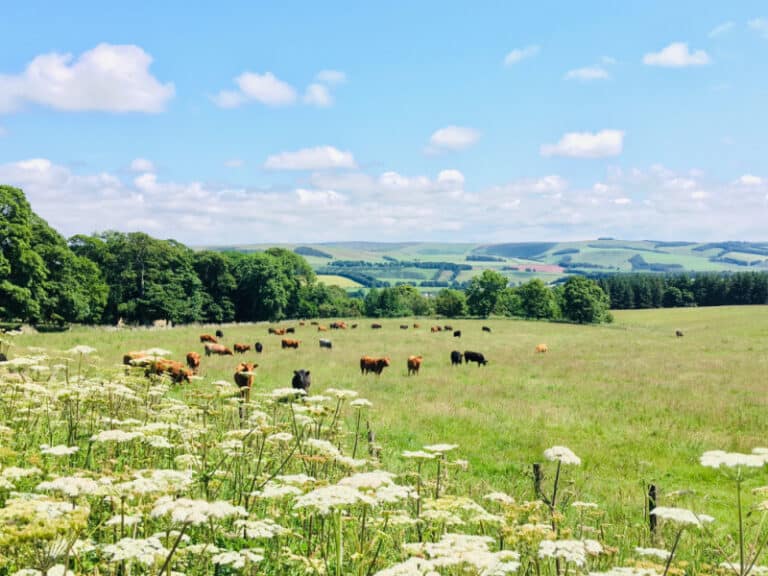 Farmland to explore