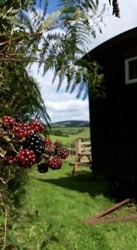 glamping-cornwall-hideaway-huts-pick-blackberries-s