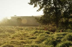 glamping-devon-oak-tree-lane-countryside