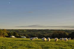 glamping-devon-oak-tree-lane-sheep