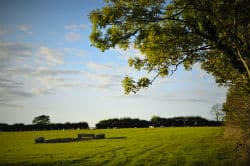 glamping-devon-oak-tree-lane-views