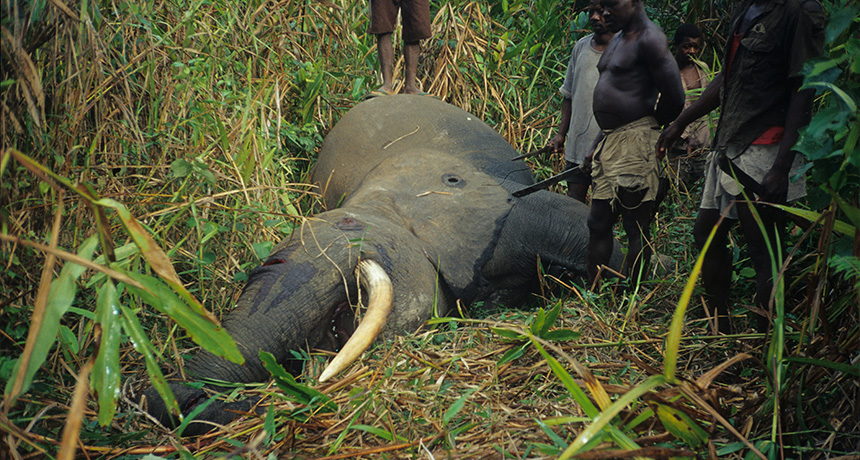 poachers stand over the body of an elephant