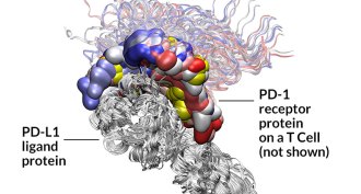 computational image, a ligand protein binds to precise spots