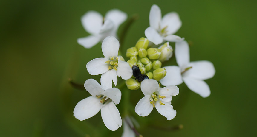 Arabidopsis thaliana